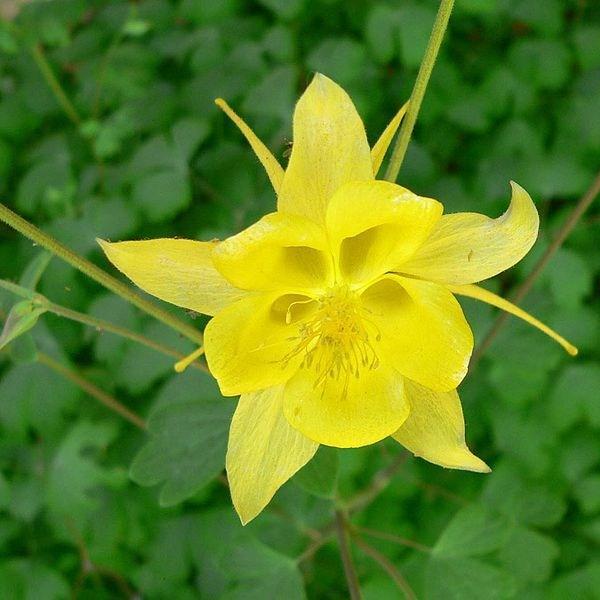 Golden Columbine in the GardenTags plant encyclopedia