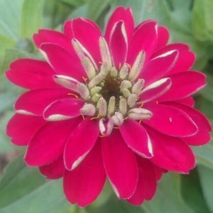 Zinnia in the GardenTags plant encyclopedia