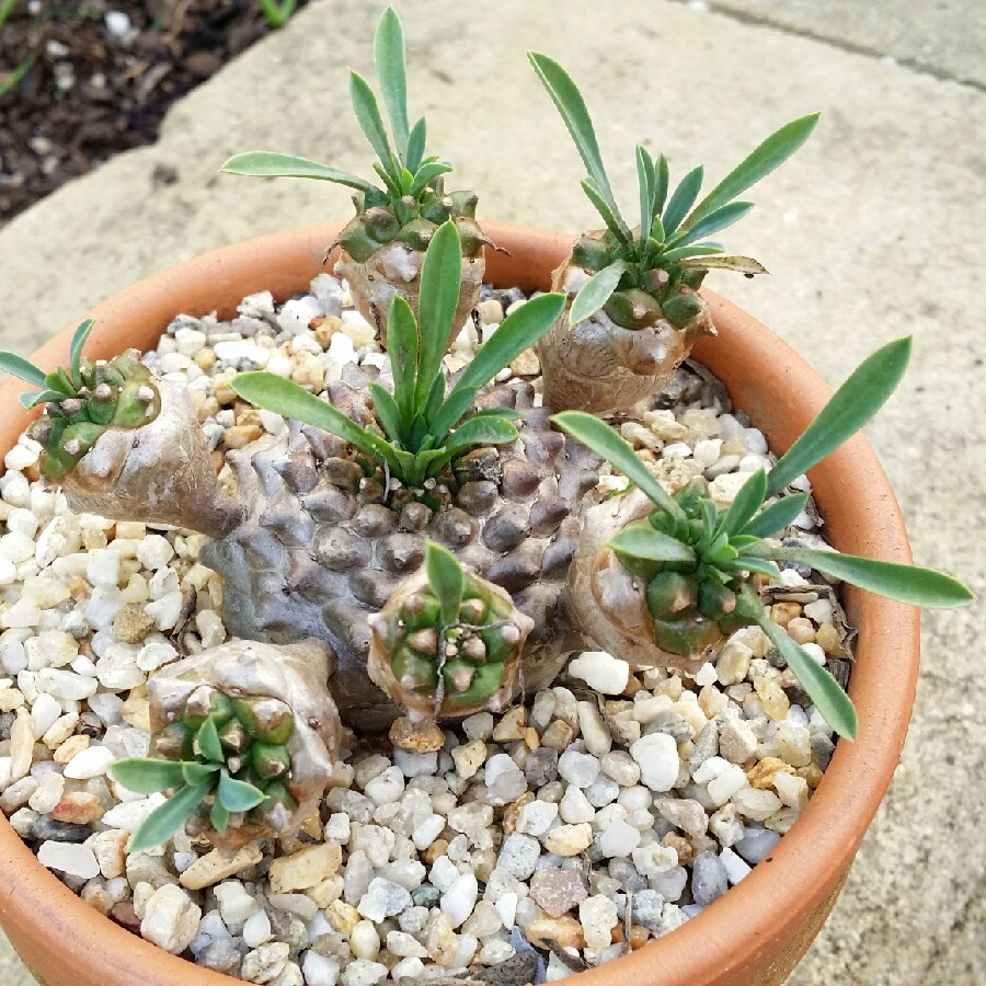 Euphorbia Cocklebur in the GardenTags plant encyclopedia