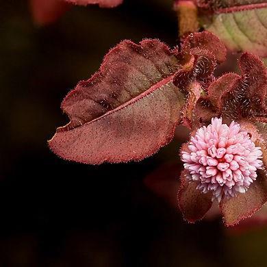 Pinkhead Smartweed in the GardenTags plant encyclopedia