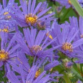 Michaelmas Daisy Rudolph Goethe in the GardenTags plant encyclopedia