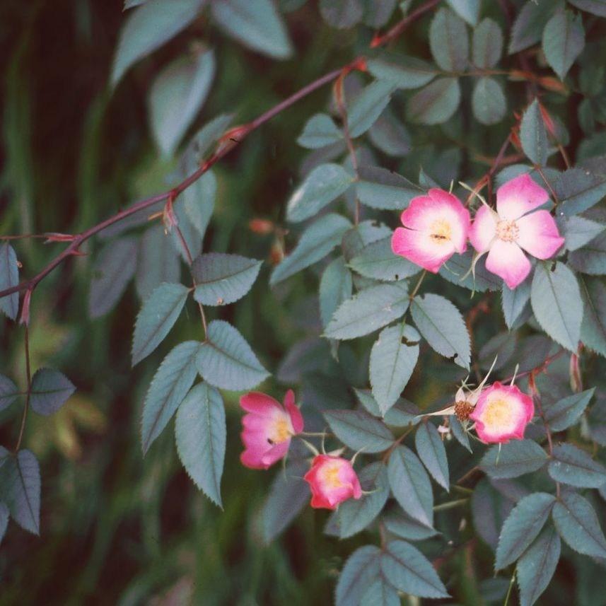 Rose (Species) Red-leaved Rose in the GardenTags plant encyclopedia