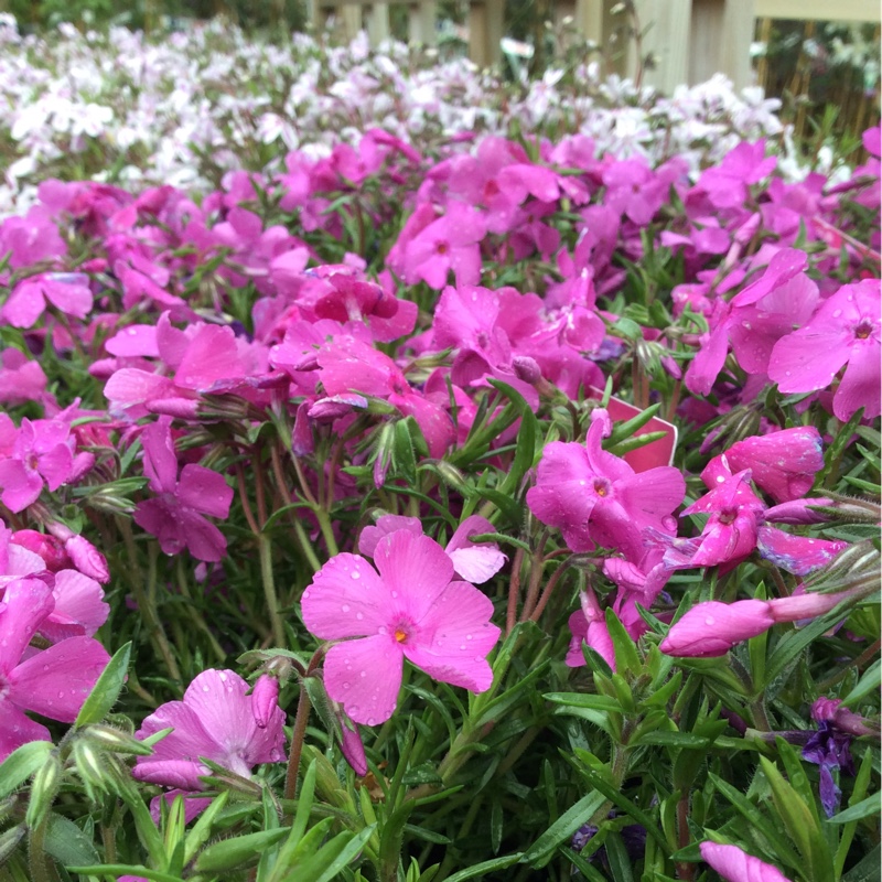 Moss Phlox McDaniels Cushion in the GardenTags plant encyclopedia