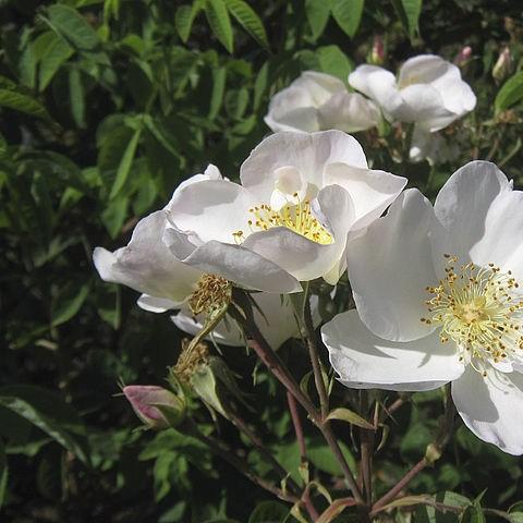 Rose Nevada in the GardenTags plant encyclopedia