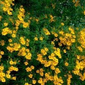 Passionfruit Marigold in the GardenTags plant encyclopedia