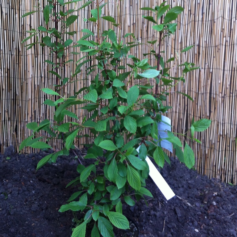 Farrer Viburnum in the GardenTags plant encyclopedia