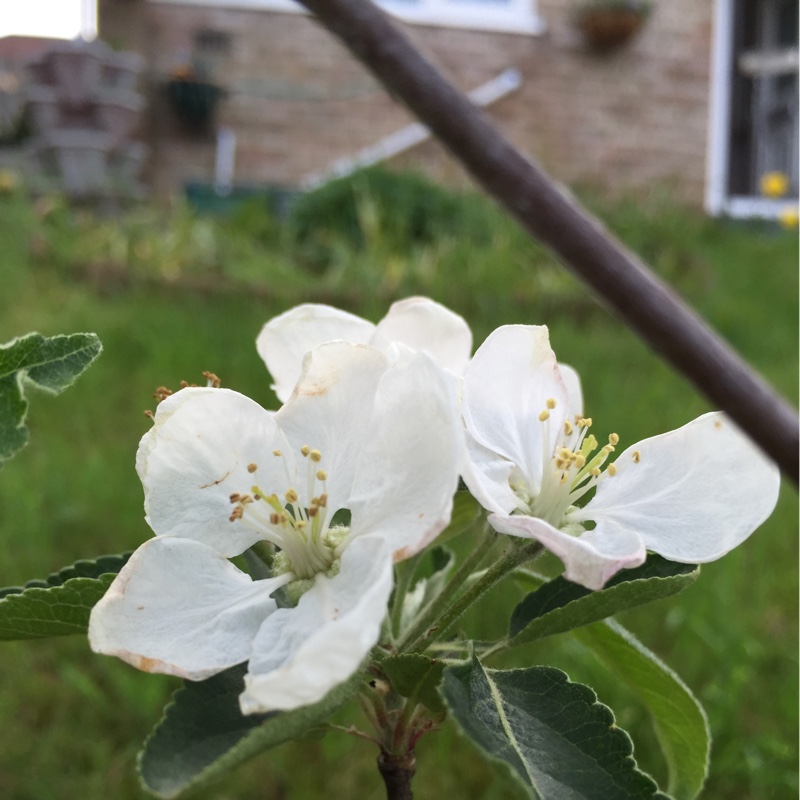 Apple Jonagold in the GardenTags plant encyclopedia