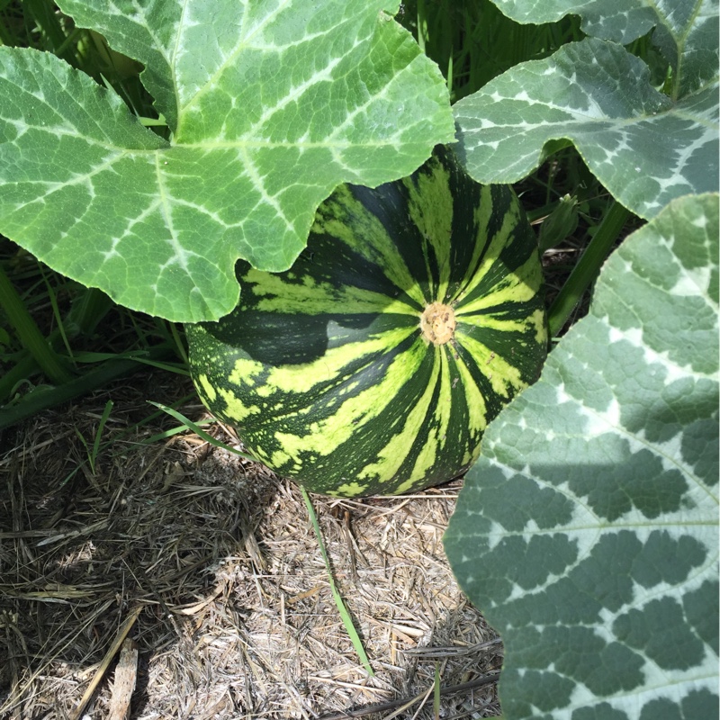 Squash Kabocha in the GardenTags plant encyclopedia