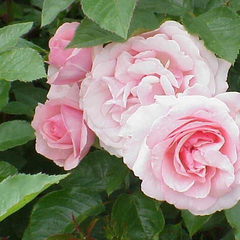 Rose Radox Bouquet in the GardenTags plant encyclopedia