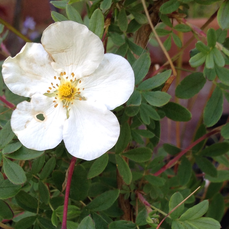 Potentilla Fruticosa 'Abbotswood', Shrubby Cinquefoil 'Abbotswood' In ...