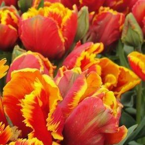 Tulip Bright Parrot (Parrot) in the GardenTags plant encyclopedia