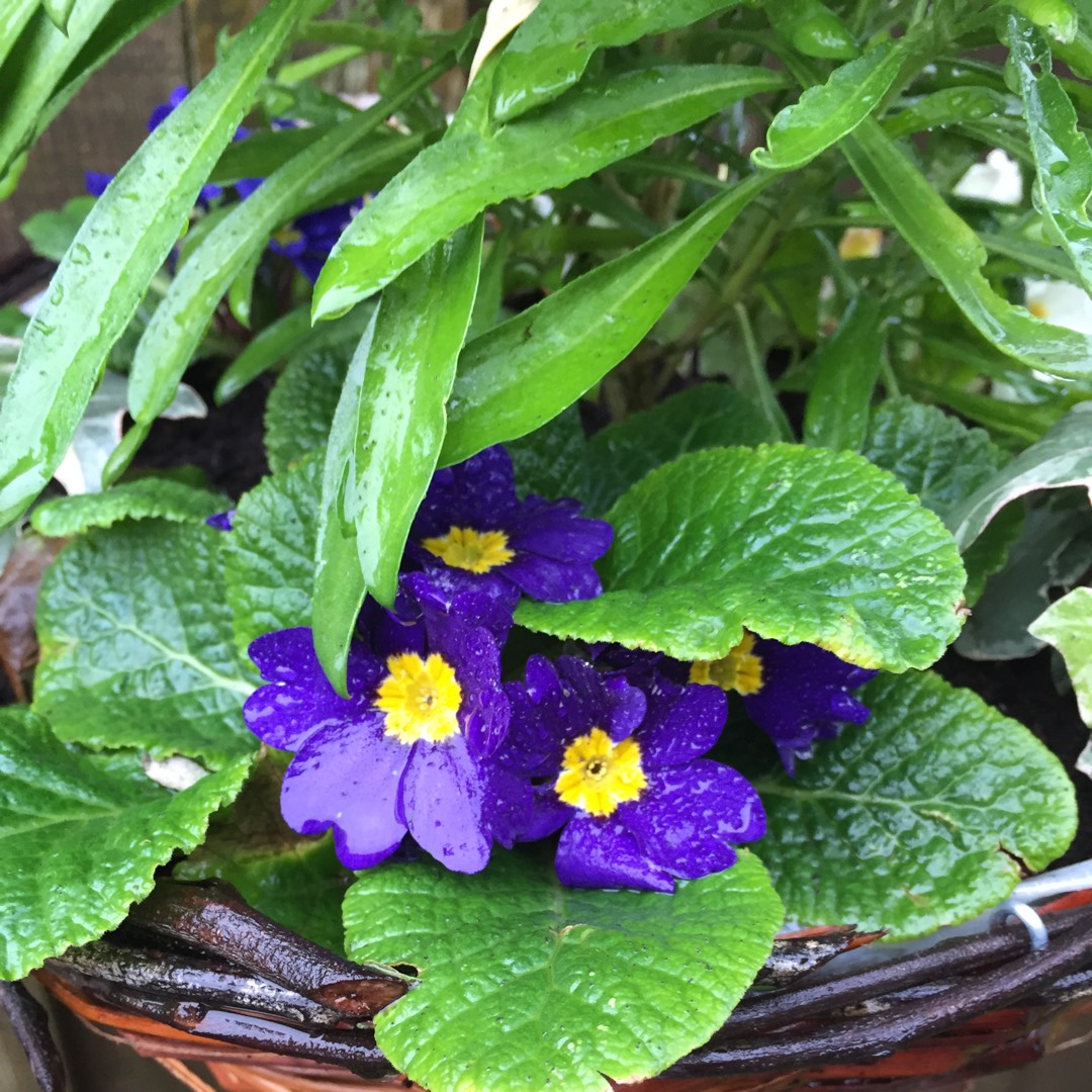 Polyanthus Supernova Blue in the GardenTags plant encyclopedia