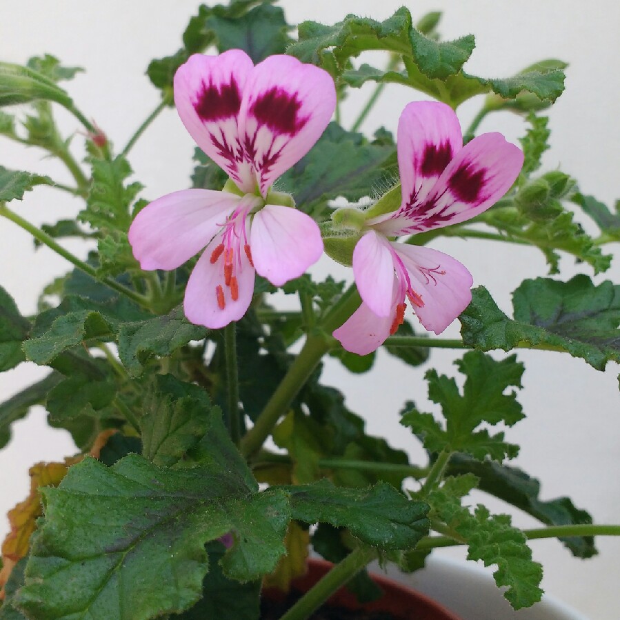 Pelargonium Royal Oak (Scented) in the GardenTags plant encyclopedia