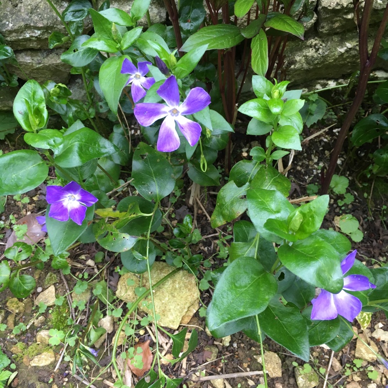 Greater Periwinkle in the GardenTags plant encyclopedia