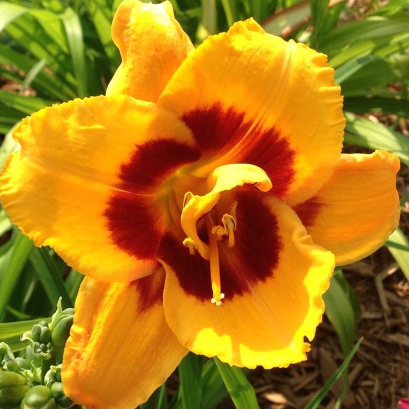 Daylily Fooled Me in the GardenTags plant encyclopedia