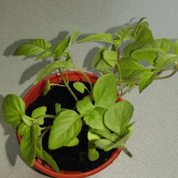 Basil Cinnamon in the GardenTags plant encyclopedia