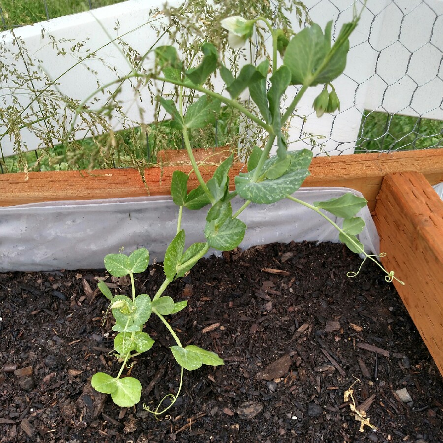 Pea Early Frosty in the GardenTags plant encyclopedia