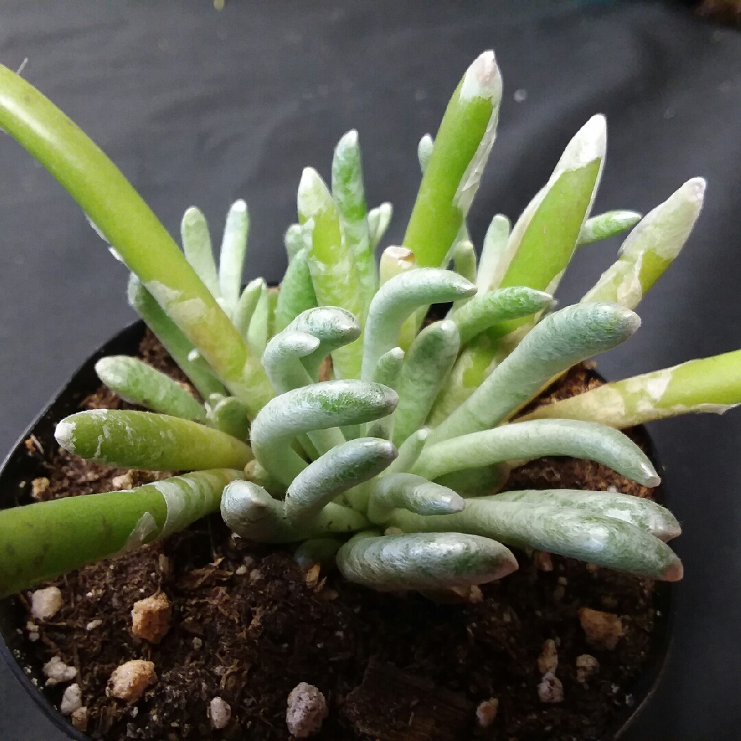 Senecio Wooly in the GardenTags plant encyclopedia