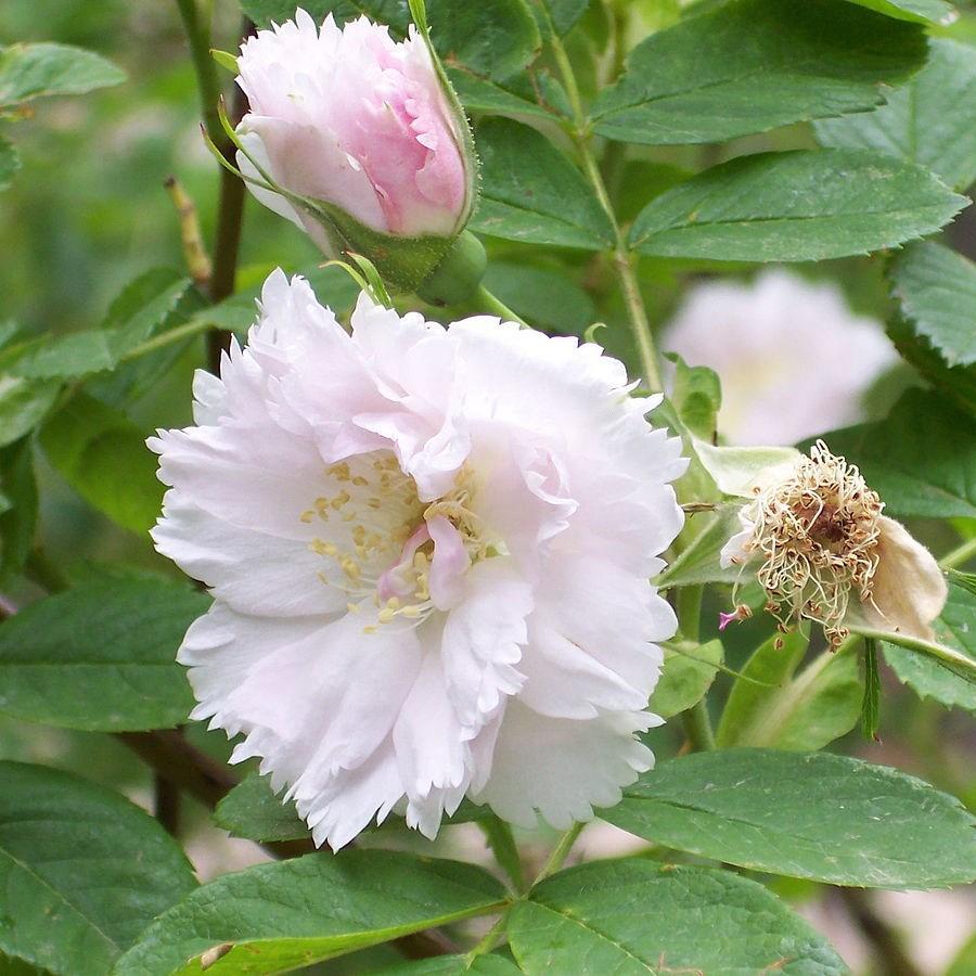 Rose Fimbriata in the GardenTags plant encyclopedia