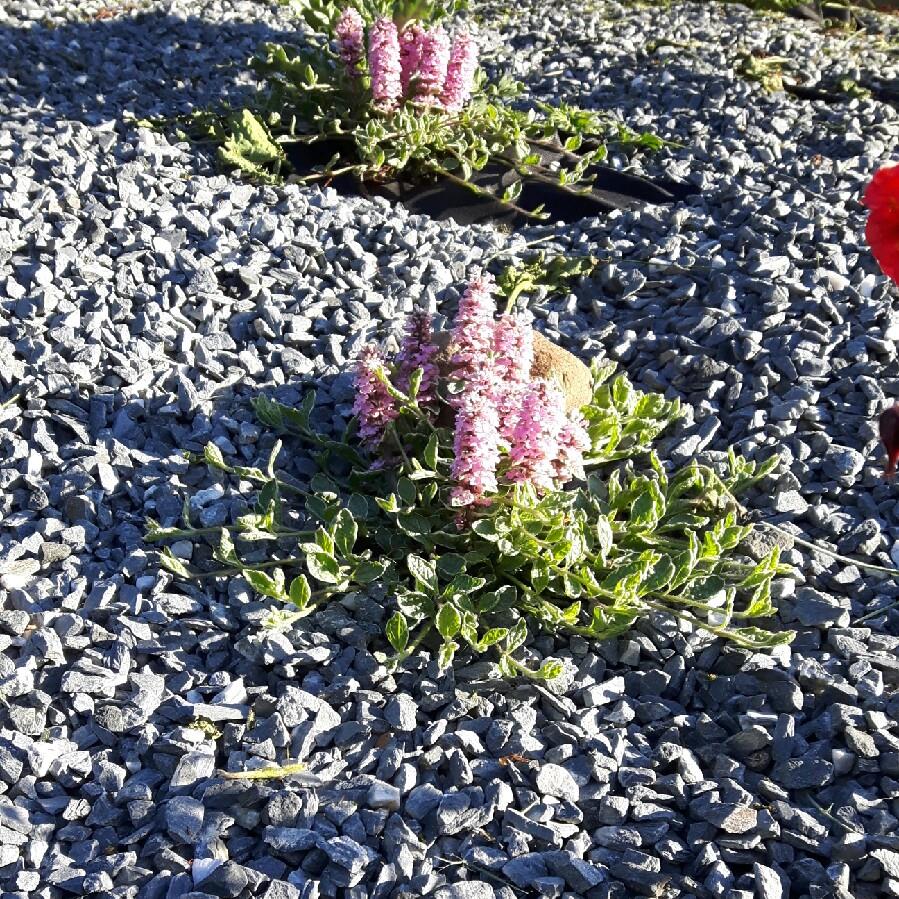 Bugle Pink Lightning in the GardenTags plant encyclopedia