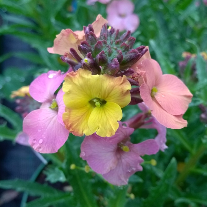 Wallflower Pastel Patchwork in the GardenTags plant encyclopedia