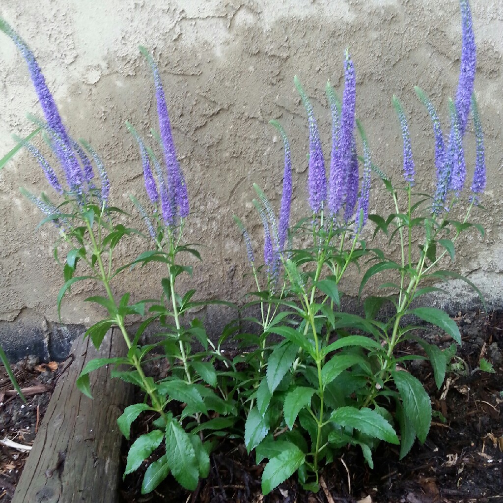 Veronica spicata 'Glory Royal Candles', Speedwell 'Glory Royal Candles ...