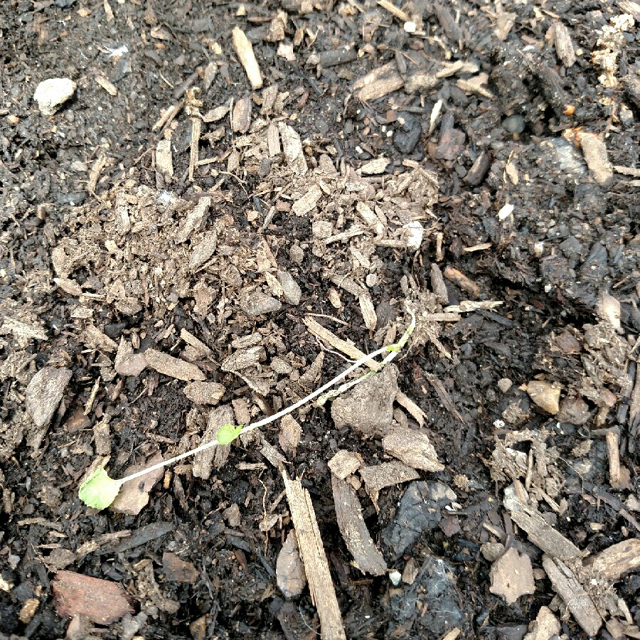 Broccoli Calabrese Waltham 29 in the GardenTags plant encyclopedia