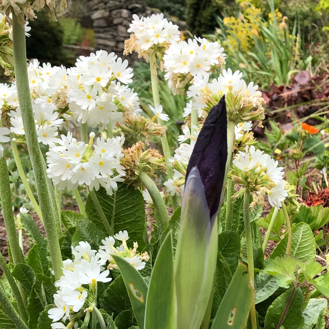 Bearded Iris Cherry Garden (Standard Dwarf) in the GardenTags plant encyclopedia