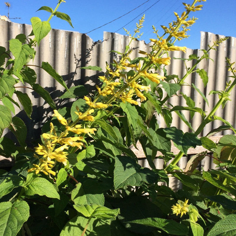 Salvia Madrensis in the GardenTags plant encyclopedia