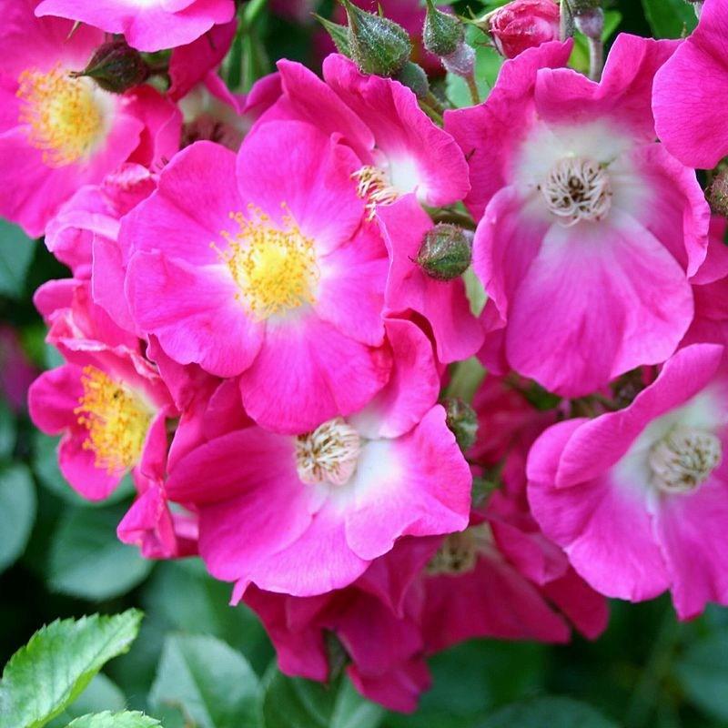 Rose American Pillar (Rambler) in the GardenTags plant encyclopedia