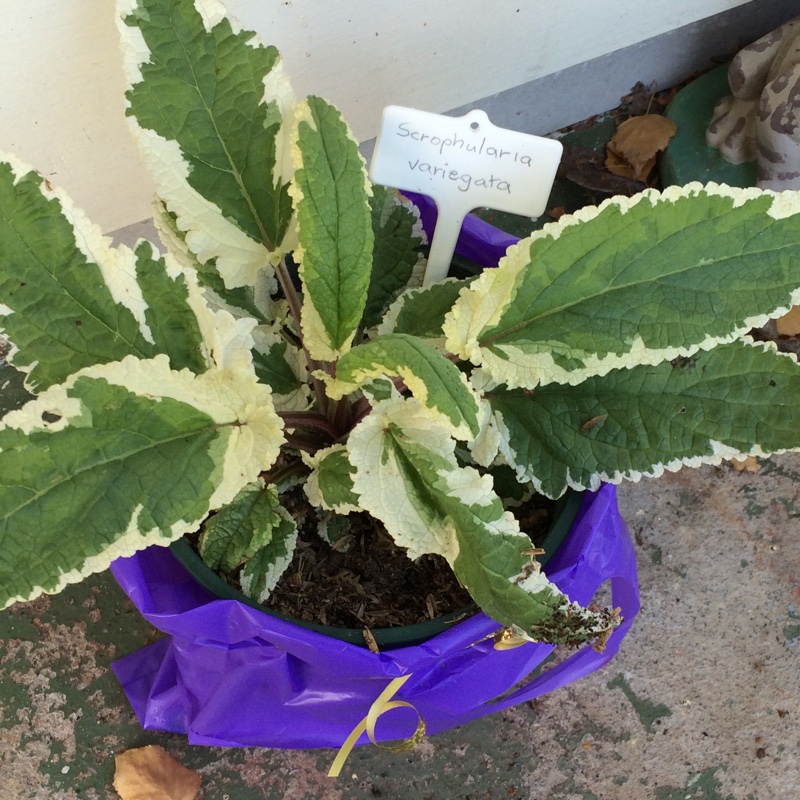 Variegated water figwort in the GardenTags plant encyclopedia