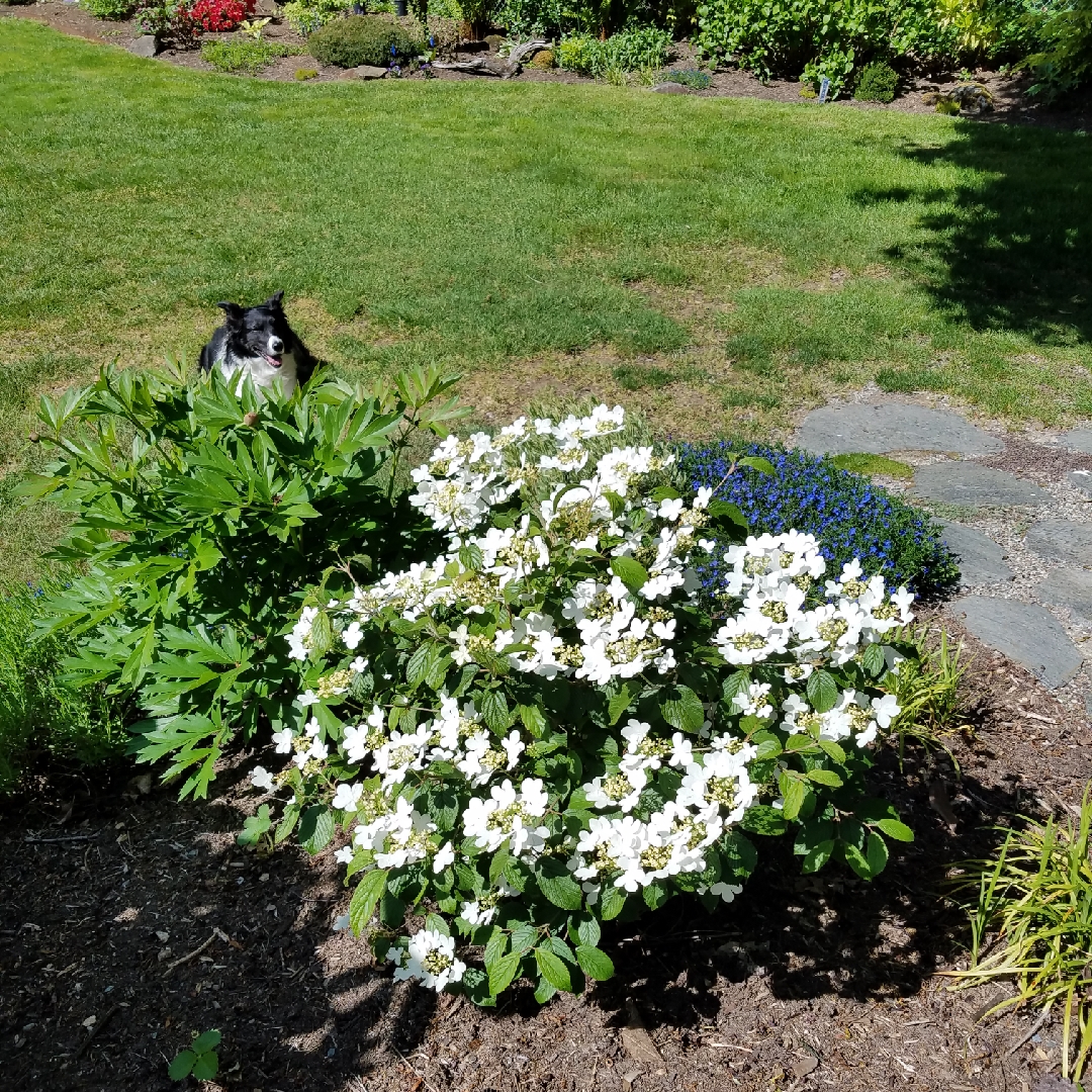 Japanese Snowball Nanum Semperflorens in the GardenTags plant encyclopedia