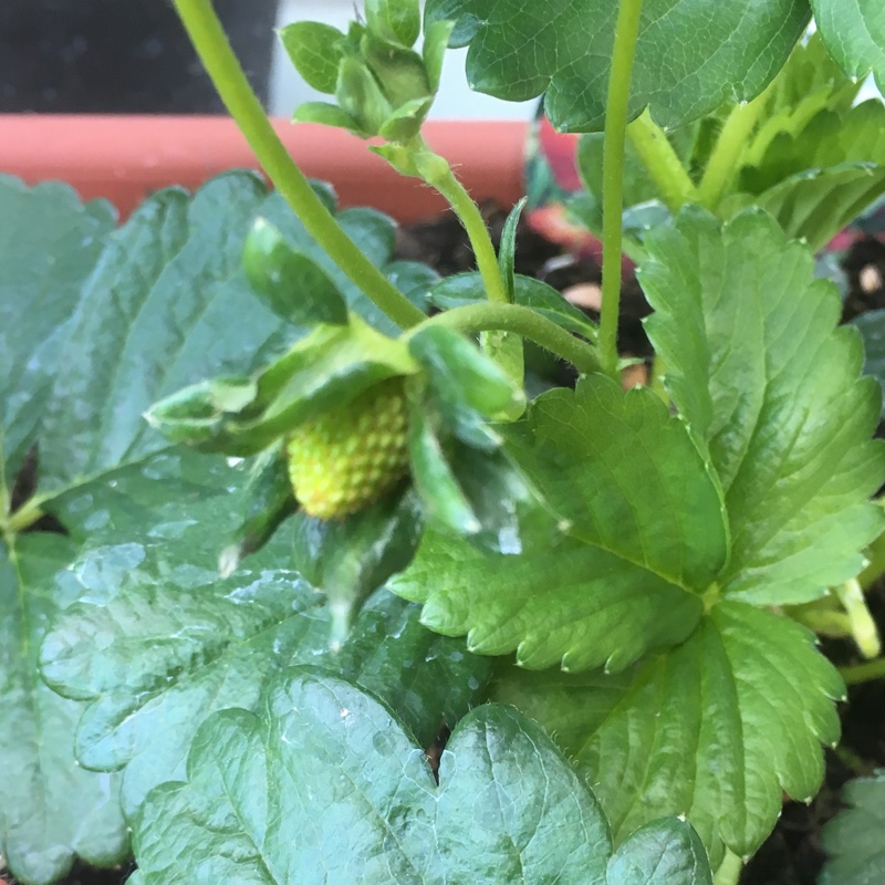 Strawberry Elan in the GardenTags plant encyclopedia