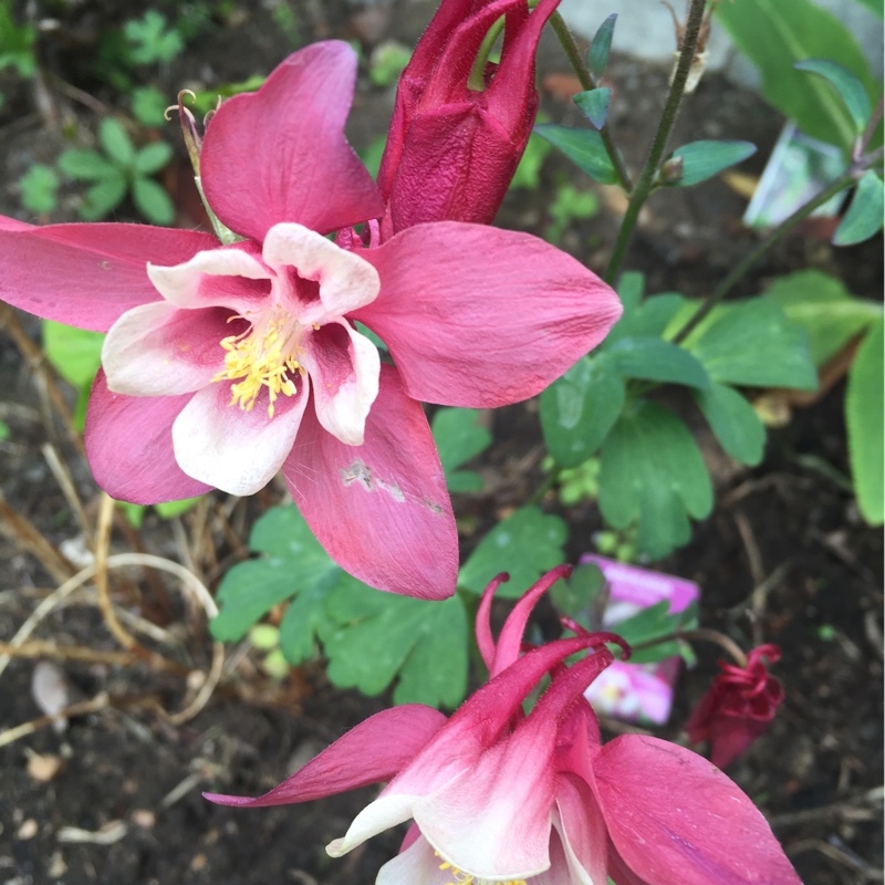 Columbine Rose White in the GardenTags plant encyclopedia