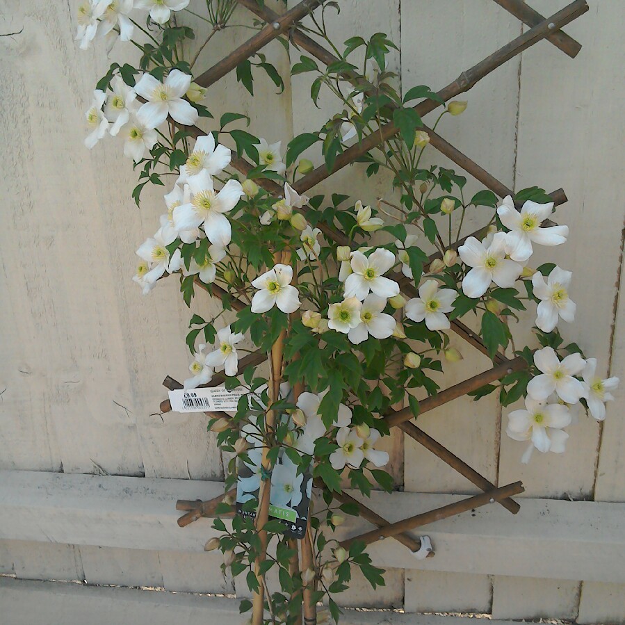 Clematis Miss Christine in the GardenTags plant encyclopedia