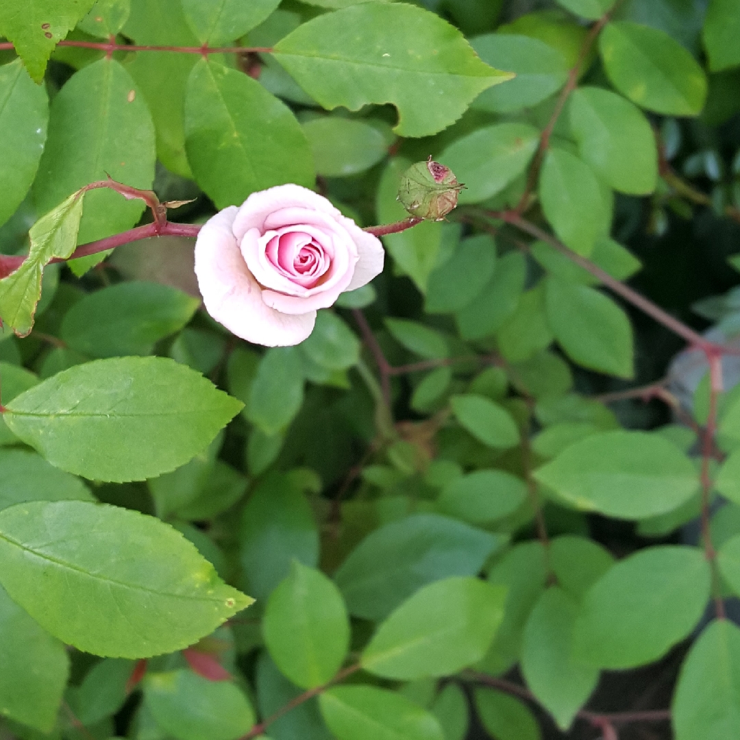 Rose Cecile Brunner in the GardenTags plant encyclopedia