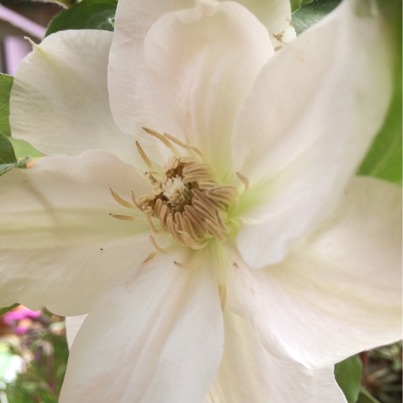 Clematis Mrs George Jackman in the GardenTags plant encyclopedia