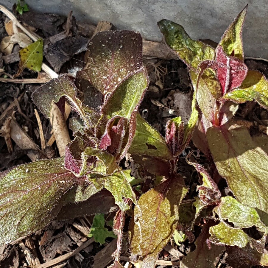 Dwarf Campion Molten Lava in the GardenTags plant encyclopedia