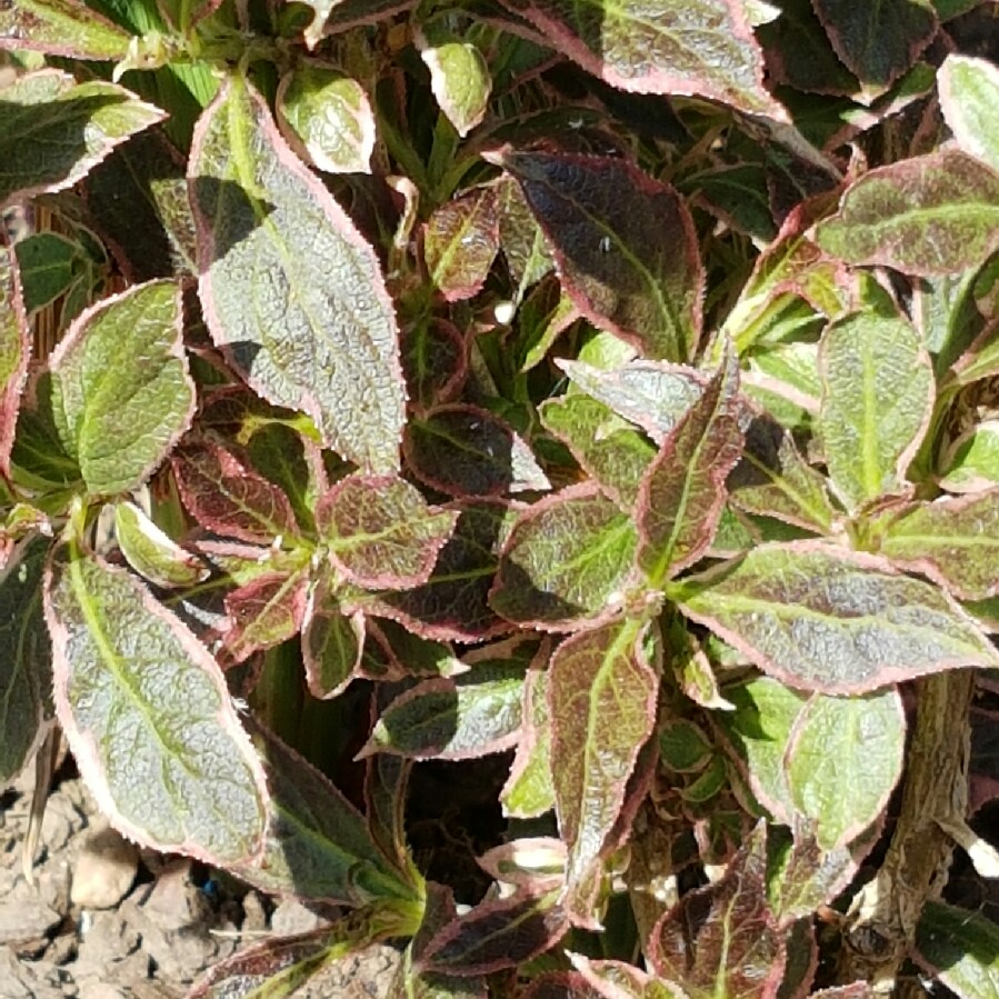 Weigela Monet in the GardenTags plant encyclopedia