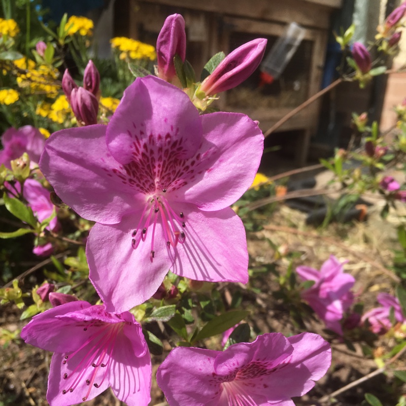 Azalea Megan in the GardenTags plant encyclopedia