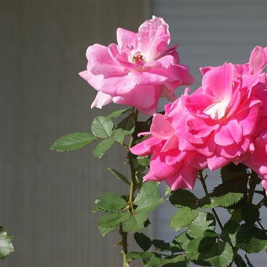 Rose Hermosa (China) in the GardenTags plant encyclopedia