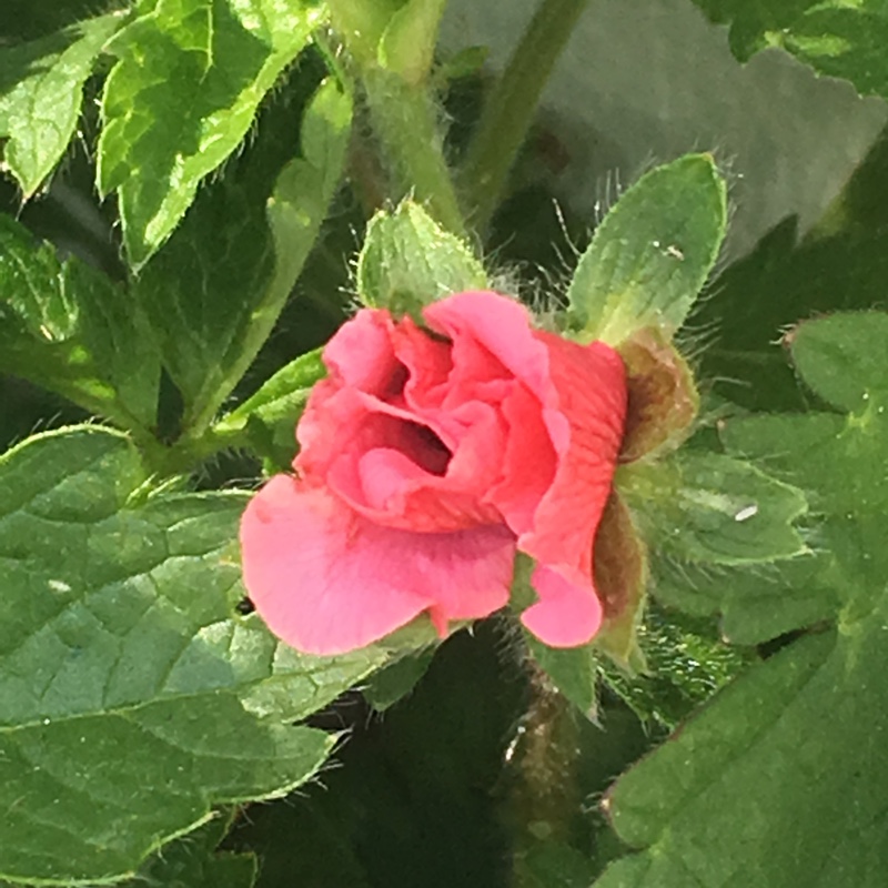 Potentilla Miss Willmott in the GardenTags plant encyclopedia