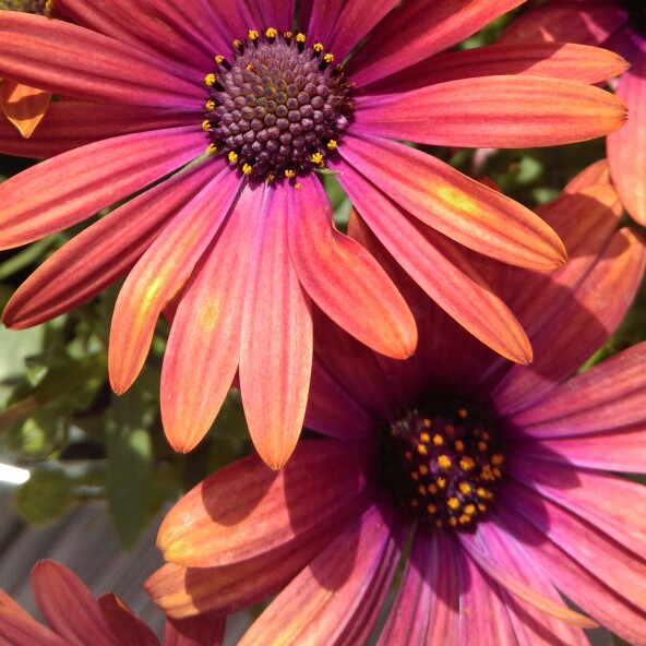 African Daisy Desert Sunset in the GardenTags plant encyclopedia