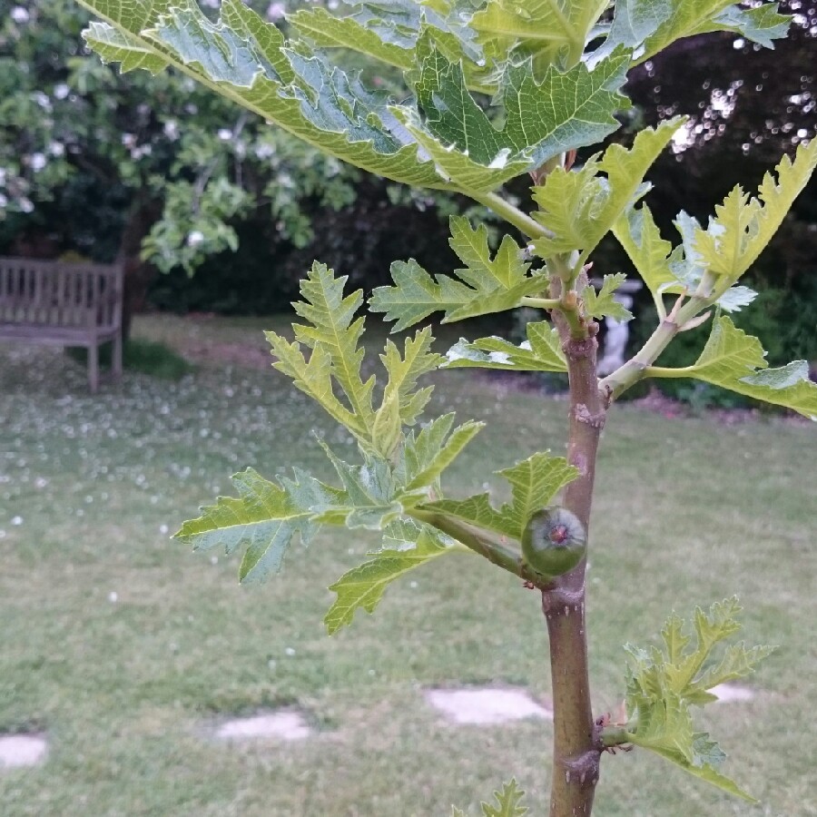 Fig Ice Crystal in the GardenTags plant encyclopedia