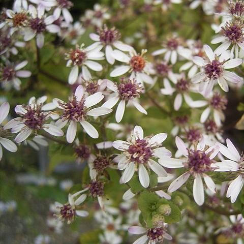 White wood aster in the GardenTags plant encyclopedia