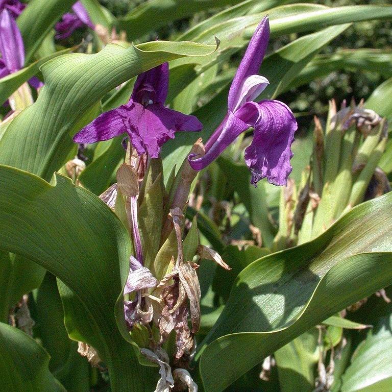 Roscoea in the GardenTags plant encyclopedia