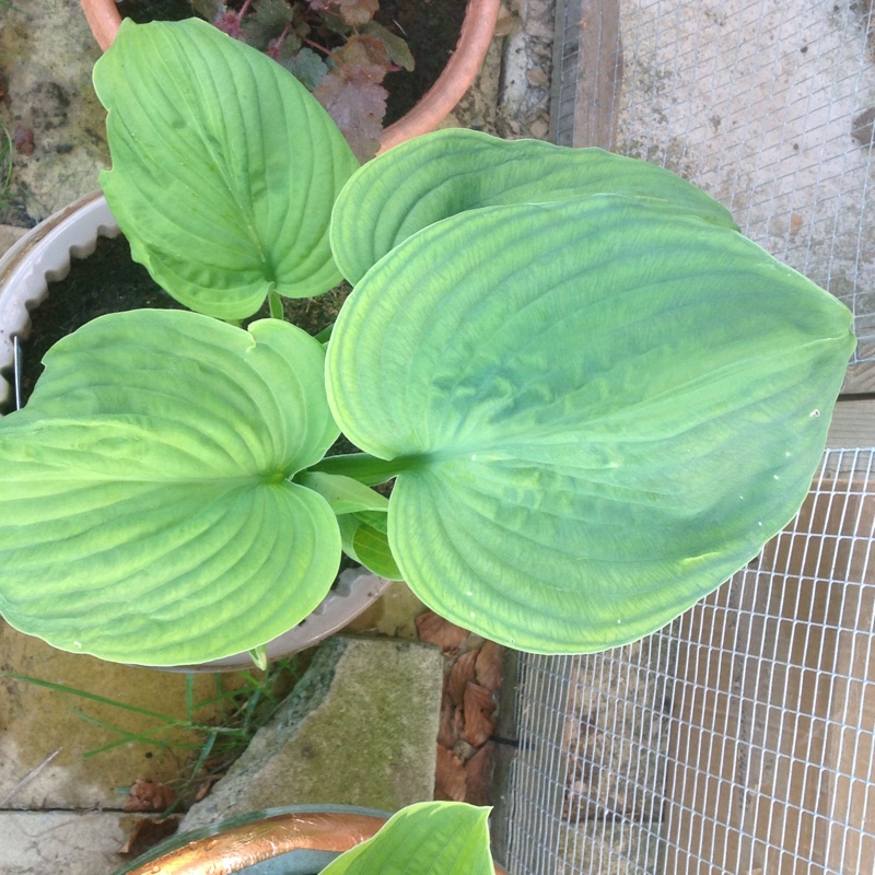 Plantain Lily Guacamole in the GardenTags plant encyclopedia