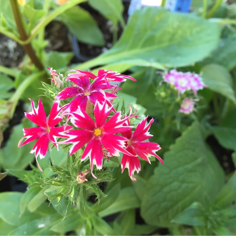 Drummonds Phlox Twinkle Star (Mix) in the GardenTags plant encyclopedia