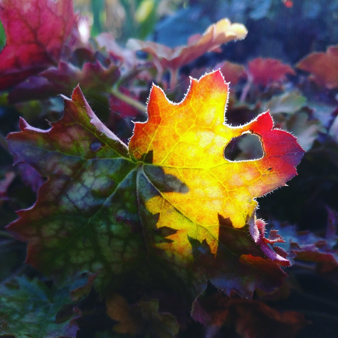 Alumroot Ginger Beard in the GardenTags plant encyclopedia