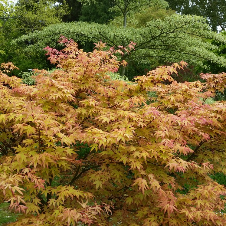 Japanese Maple Beni-zuru in the GardenTags plant encyclopedia